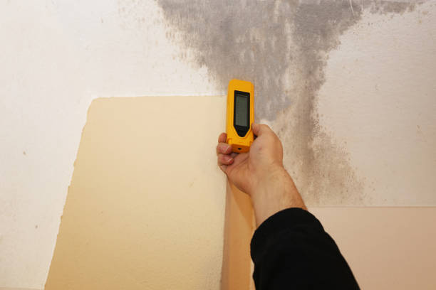 Best Post-Construction Mold Inspection  in Hawthorne, CA