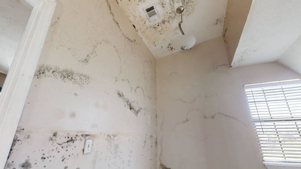 Trusted Hawthorne, CA Mold Removal Experts