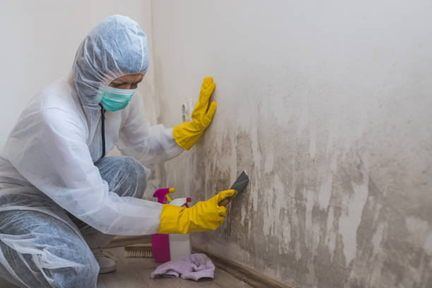Best Crawl Space Mold Remediation  in Hawthorne, CA