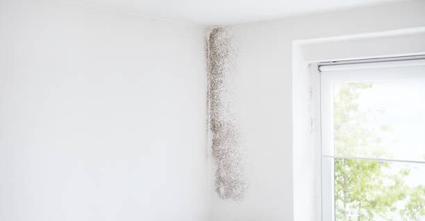 Best Mold Odor Removal Services  in Hawthorne, CA