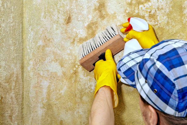 Environmental Consulting for Mold Prevention in Hawthorne, CA
