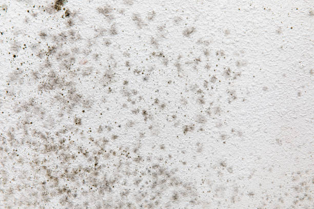 Best Forensic Mold Investigation  in Hawthorne, CA