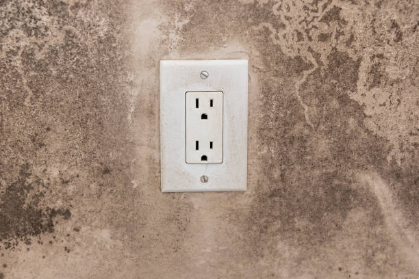 Best Basement Mold Removal  in Hawthorne, CA