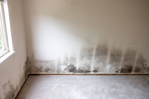 Best Environmental Consulting for Mold Prevention  in Hawthorne, CA