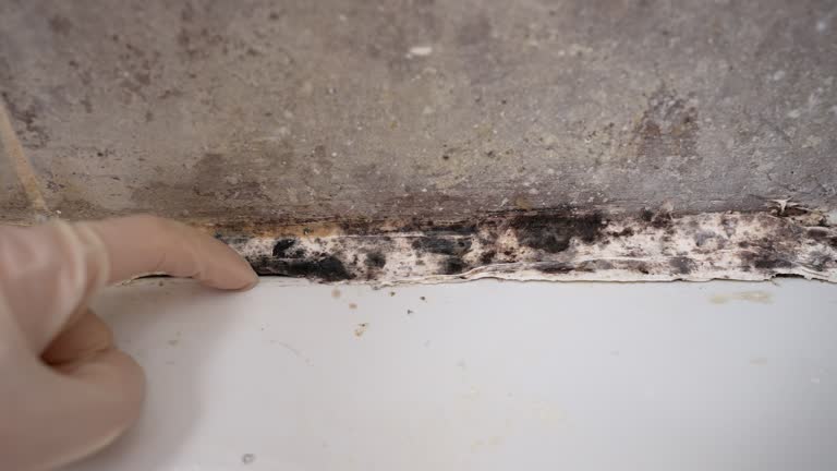 Best Mold Removal for HVAC Installations  in Hawthorne, CA